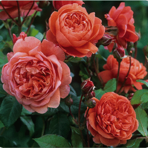 Monthly Flower Subscription