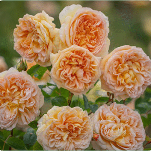 Bi-Weekly Flower Subscription